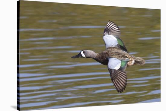 Blue-Winged Teal Drake Flys-Hal Beral-Stretched Canvas