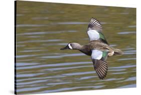 Blue-Winged Teal Drake Flys-Hal Beral-Stretched Canvas