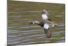 Blue-Winged Teal Drake Flys-Hal Beral-Mounted Photographic Print