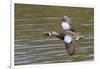 Blue-Winged Teal Drake Flys-Hal Beral-Framed Photographic Print