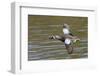 Blue-Winged Teal Drake Flys-Hal Beral-Framed Photographic Print