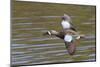 Blue-Winged Teal Drake Flys-Hal Beral-Mounted Photographic Print