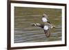 Blue-Winged Teal Drake Flys-Hal Beral-Framed Photographic Print