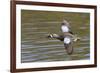 Blue-Winged Teal Drake Flys-Hal Beral-Framed Photographic Print