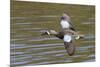 Blue-Winged Teal Drake Flys-Hal Beral-Mounted Photographic Print