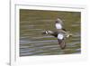 Blue-Winged Teal Drake Flys-Hal Beral-Framed Photographic Print