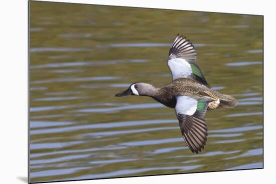 Blue-Winged Teal Drake Flys-Hal Beral-Mounted Photographic Print