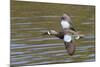 Blue-Winged Teal Drake Flys-Hal Beral-Mounted Photographic Print