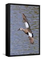 Blue-Winged Teal Drake in Flight-Hal Beral-Framed Stretched Canvas