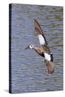 Blue-Winged Teal Drake in Flight-Hal Beral-Stretched Canvas