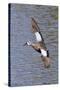 Blue-Winged Teal Drake in Flight-Hal Beral-Stretched Canvas