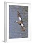 Blue-Winged Teal Drake in Flight-Hal Beral-Framed Photographic Print