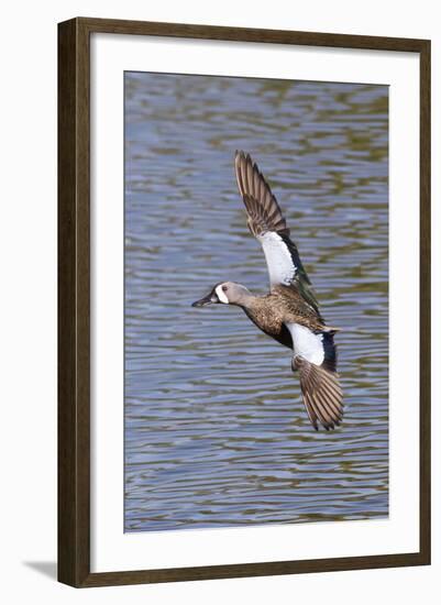 Blue-Winged Teal Drake in Flight-Hal Beral-Framed Photographic Print