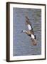 Blue-Winged Teal Drake in Flight-Hal Beral-Framed Photographic Print