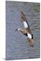 Blue-Winged Teal Drake in Flight-Hal Beral-Mounted Photographic Print