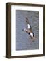 Blue-Winged Teal Drake in Flight-Hal Beral-Framed Photographic Print