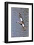 Blue-Winged Teal Drake in Flight-Hal Beral-Framed Photographic Print