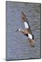 Blue-Winged Teal Drake in Flight-Hal Beral-Mounted Photographic Print