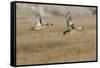 Blue-Winged Teal Ducks in Flight-Hal Beral-Framed Stretched Canvas