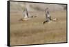 Blue-Winged Teal Ducks in Flight-Hal Beral-Framed Stretched Canvas