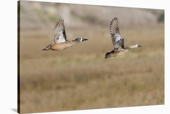 Blue-Winged Teal Ducks in Flight-Hal Beral-Stretched Canvas