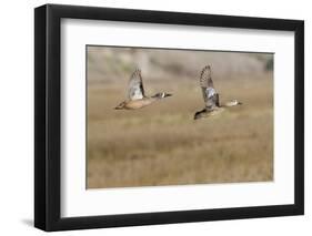 Blue-Winged Teal Ducks in Flight-Hal Beral-Framed Photographic Print