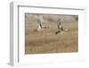 Blue-Winged Teal Ducks in Flight-Hal Beral-Framed Photographic Print