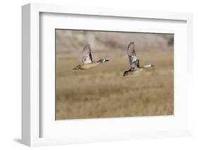 Blue-Winged Teal Ducks in Flight-Hal Beral-Framed Photographic Print