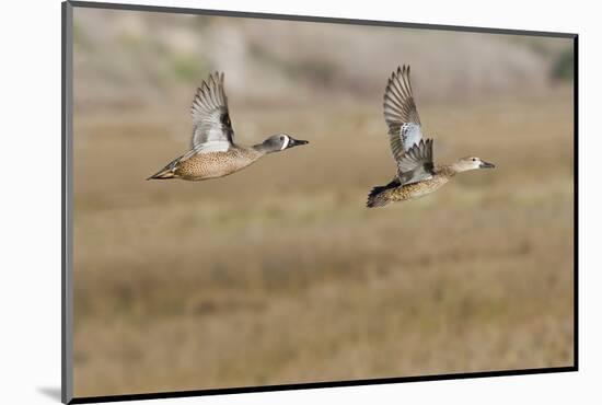 Blue-Winged Teal Ducks in Flight-Hal Beral-Mounted Photographic Print