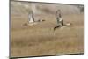 Blue-Winged Teal Ducks in Flight-Hal Beral-Mounted Photographic Print