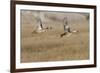 Blue-Winged Teal Ducks in Flight-Hal Beral-Framed Photographic Print