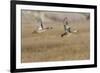 Blue-Winged Teal Ducks in Flight-Hal Beral-Framed Photographic Print