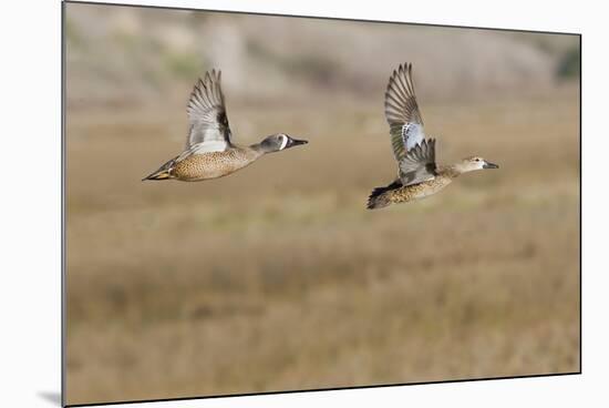 Blue-Winged Teal Ducks in Flight-Hal Beral-Mounted Photographic Print