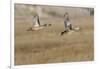 Blue-Winged Teal Ducks in Flight-Hal Beral-Framed Photographic Print