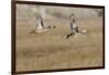 Blue-Winged Teal Ducks in Flight-Hal Beral-Framed Photographic Print