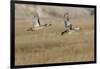 Blue-Winged Teal Ducks in Flight-Hal Beral-Framed Photographic Print