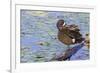 Blue-winged teal preening-Ken Archer-Framed Photographic Print