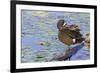 Blue-winged teal preening-Ken Archer-Framed Photographic Print