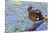 Blue-winged teal preening-Ken Archer-Mounted Photographic Print