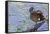 Blue-winged teal preening-Ken Archer-Framed Stretched Canvas