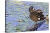 Blue-winged teal preening-Ken Archer-Stretched Canvas