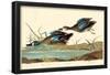 Blue-Winged Teal-null-Framed Poster