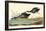 Blue-Winged Teal-null-Framed Poster