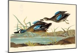 Blue-Winged Teal-null-Mounted Poster