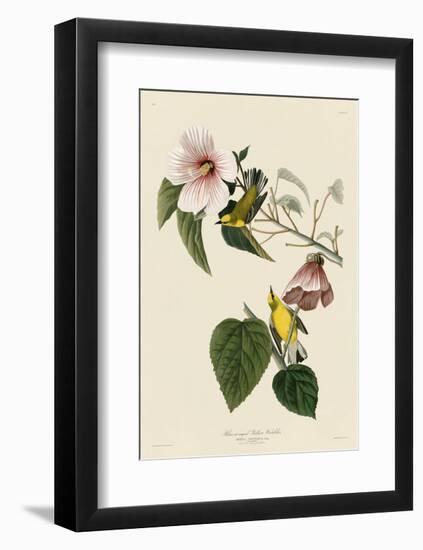 Blue-Winged Yellow Warbler-John James Audubon-Framed Art Print