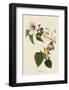 Blue-Winged Yellow Warbler-John James Audubon-Framed Art Print