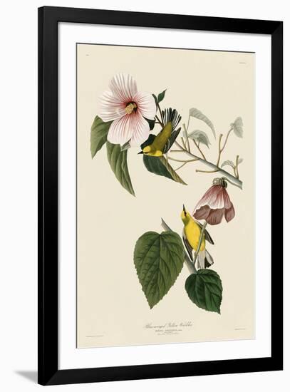 Blue-Winged Yellow Warbler-John James Audubon-Framed Art Print