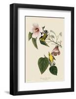 Blue-Winged Yellow Warbler-John James Audubon-Framed Giclee Print