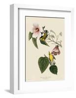 Blue-Winged Yellow Warbler-John James Audubon-Framed Giclee Print