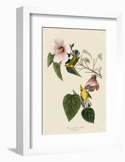 Blue-Winged Yellow Warbler-John James Audubon-Framed Giclee Print